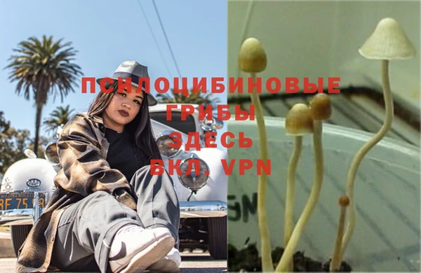 гашиш Богданович